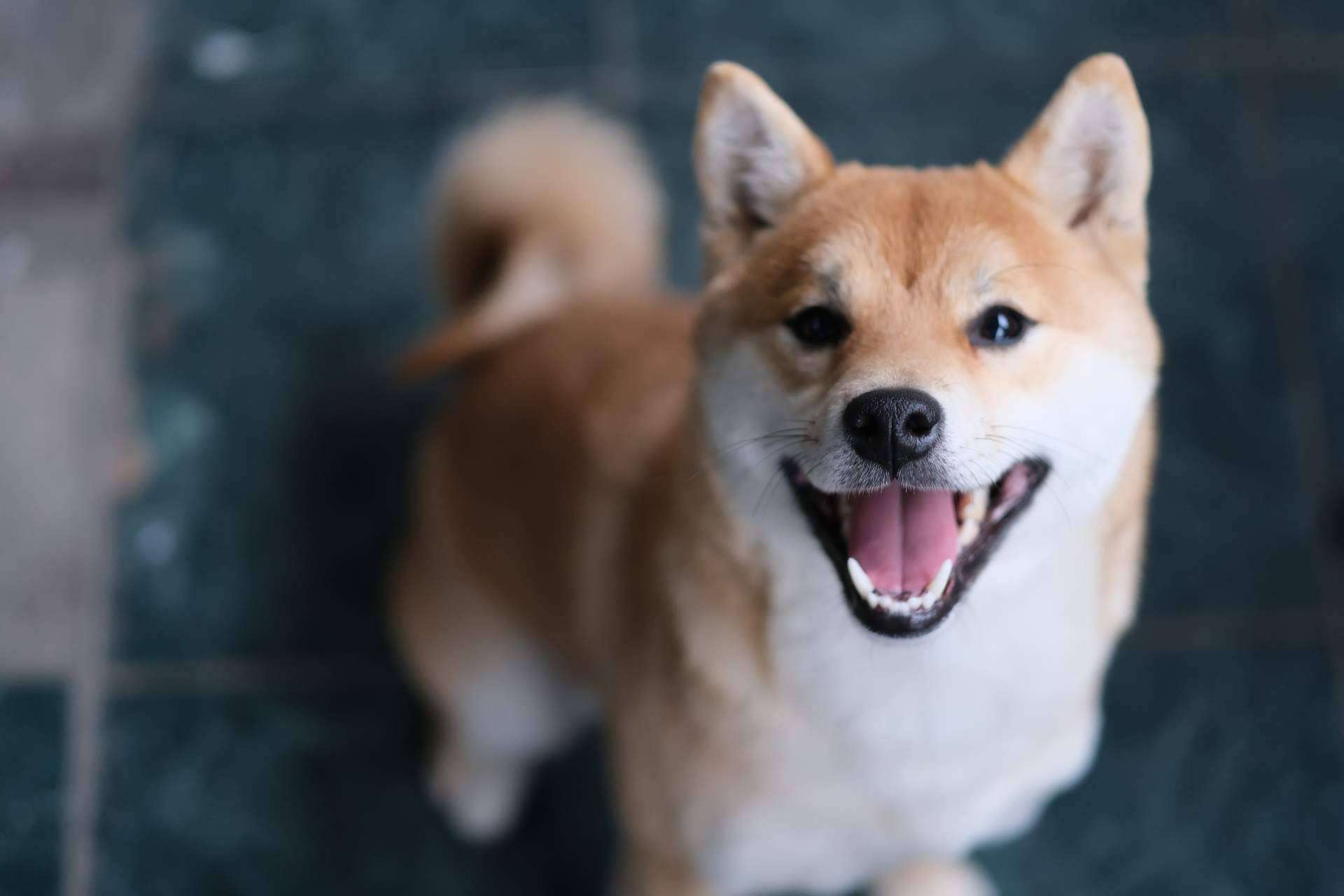 El punto de venta de cachorros y accesorios para mascotas, 101 Cachorros