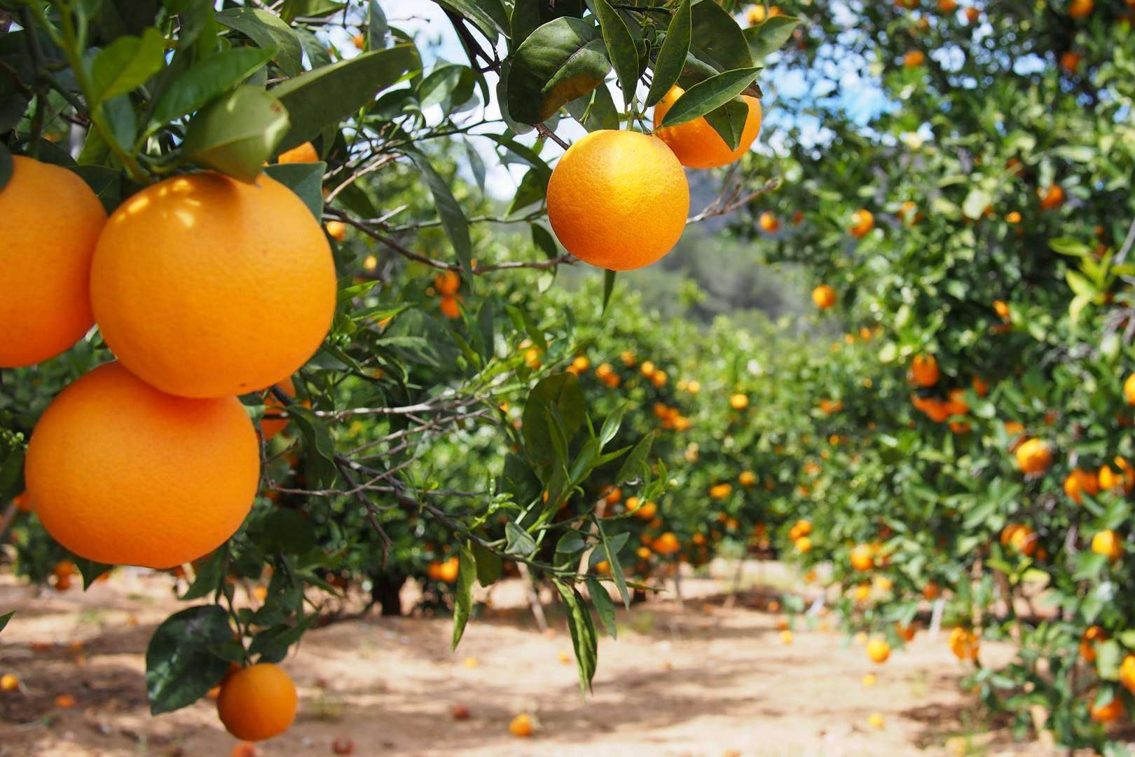 Naranjas completamente naturales en la página web de Sabor a Naranjas