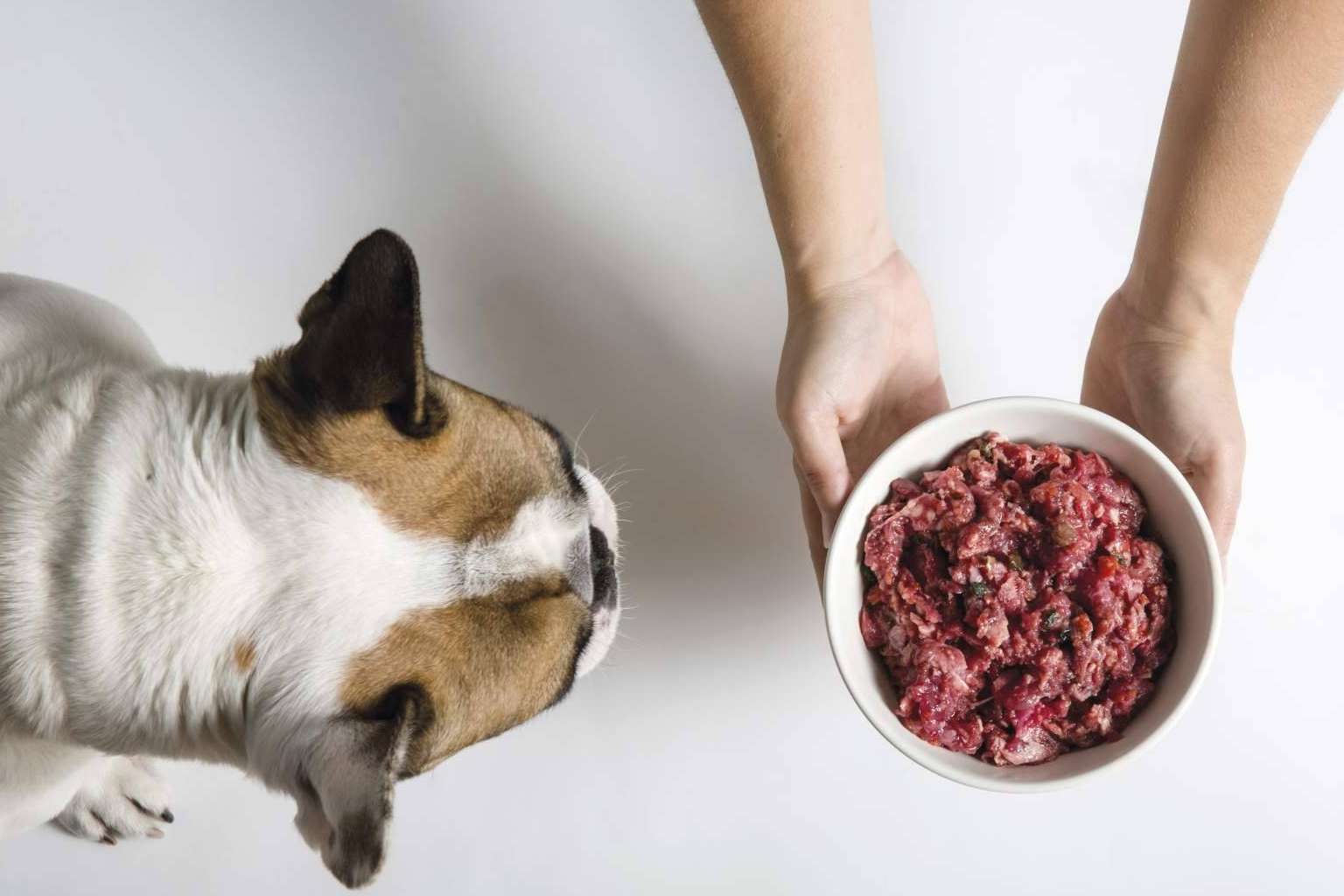 ¿Qué beneficios tiene la dieta BARF para los perros?