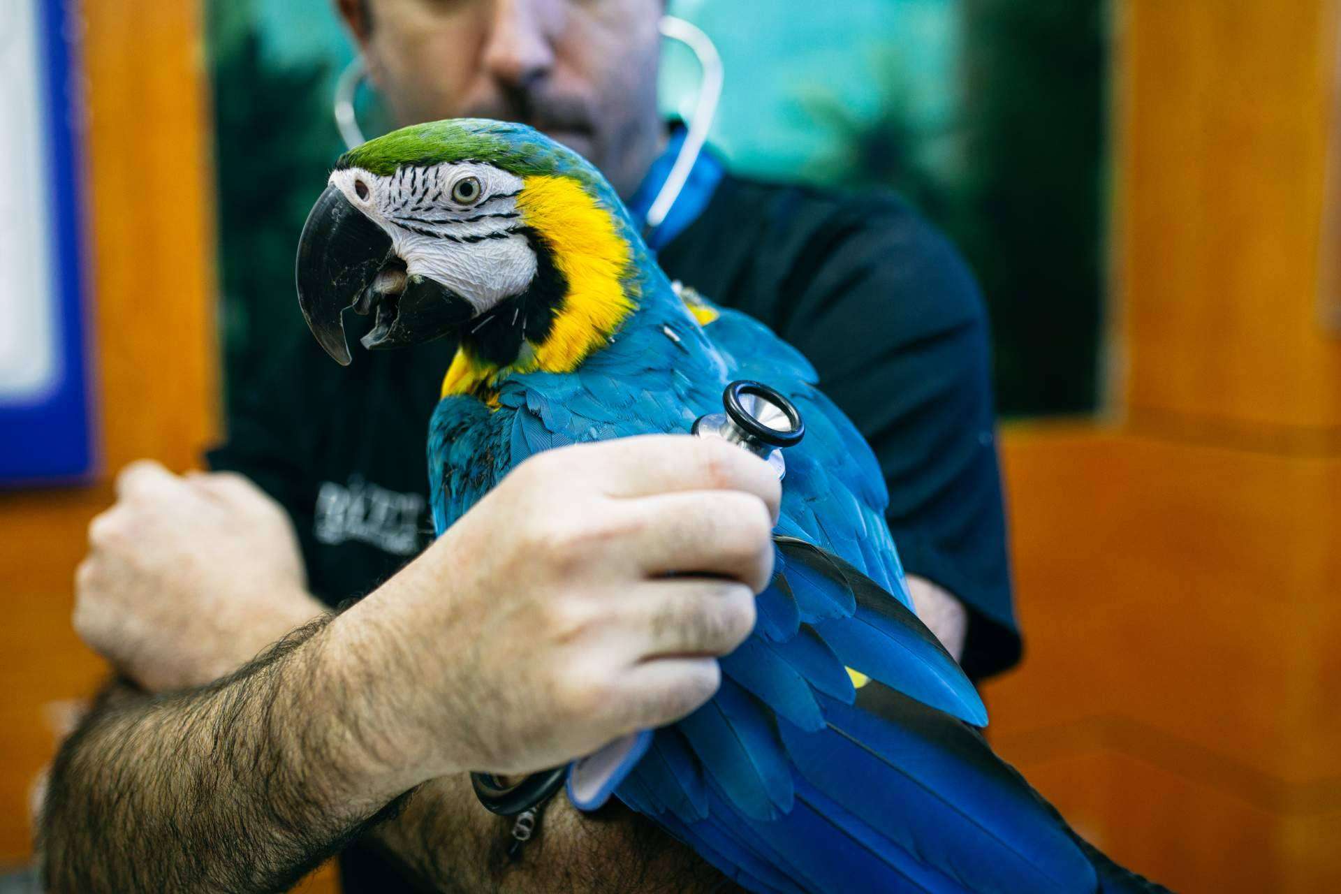 El Hospital Veterinario El Bosque atiende las dudas sobre la vacunación en cualquier especie animal