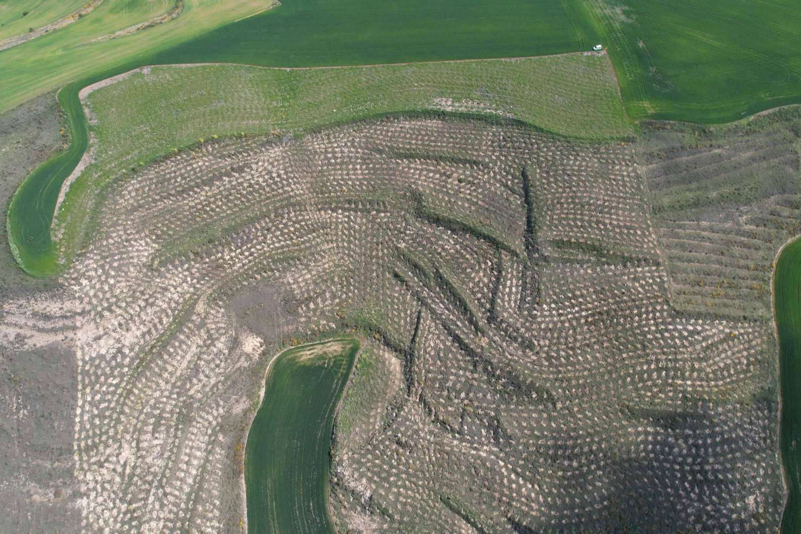 Solaria compensa más de 400 toneladas de CO2 con una plantación forestal en Burgos