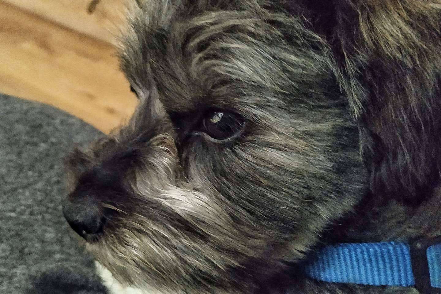 Tratar la ansiedad en perros por separación, con la ayuda de Asociación Española de Perros de Apoyo