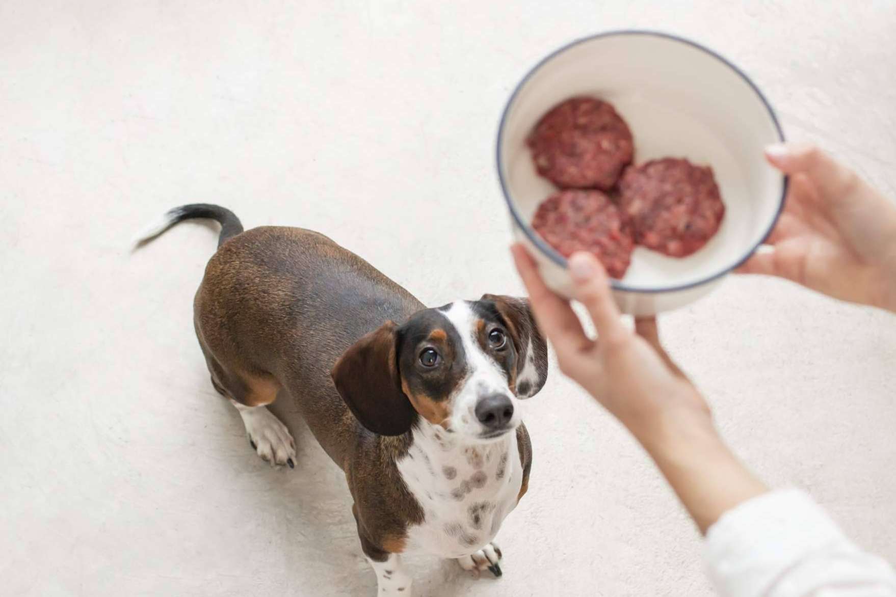 Wild Balance, la startup española que acaba de aterrizar en Dubái con su apuesta por la alimentación natural para mascotas