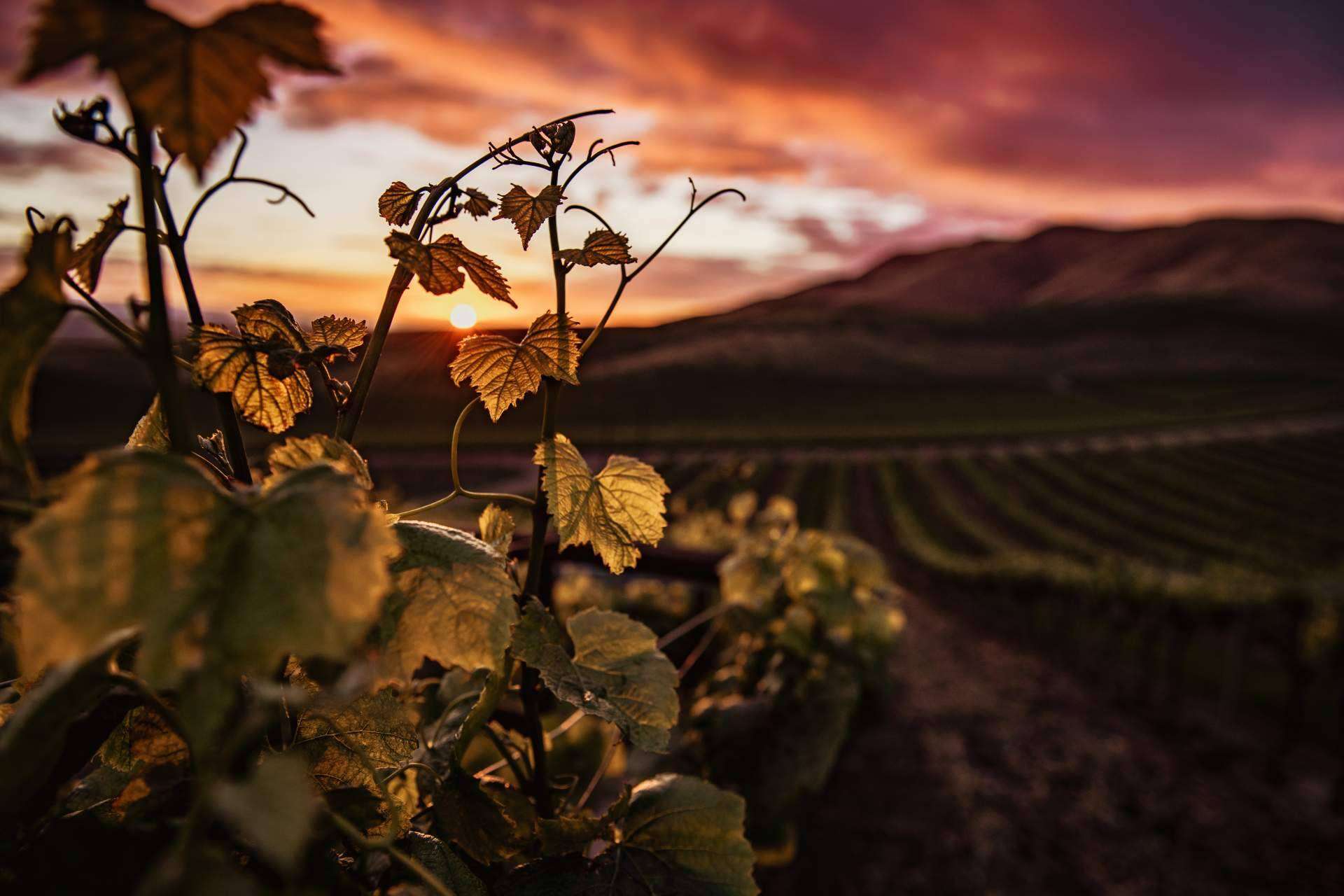 Cómo la tecnología aumenta la calidad de los vinos