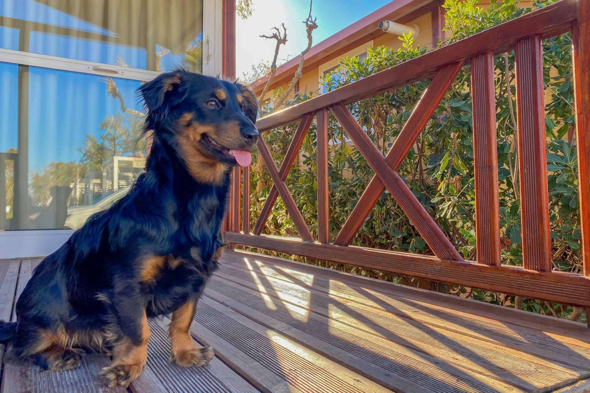 Vacaciones pet friendly en los establecimientos turísticos de Alannia Resorts