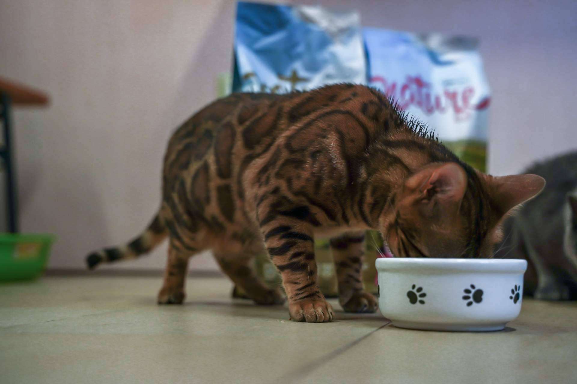 La gama Nature de Satisfaction ofrece pienso para perros sin cereales