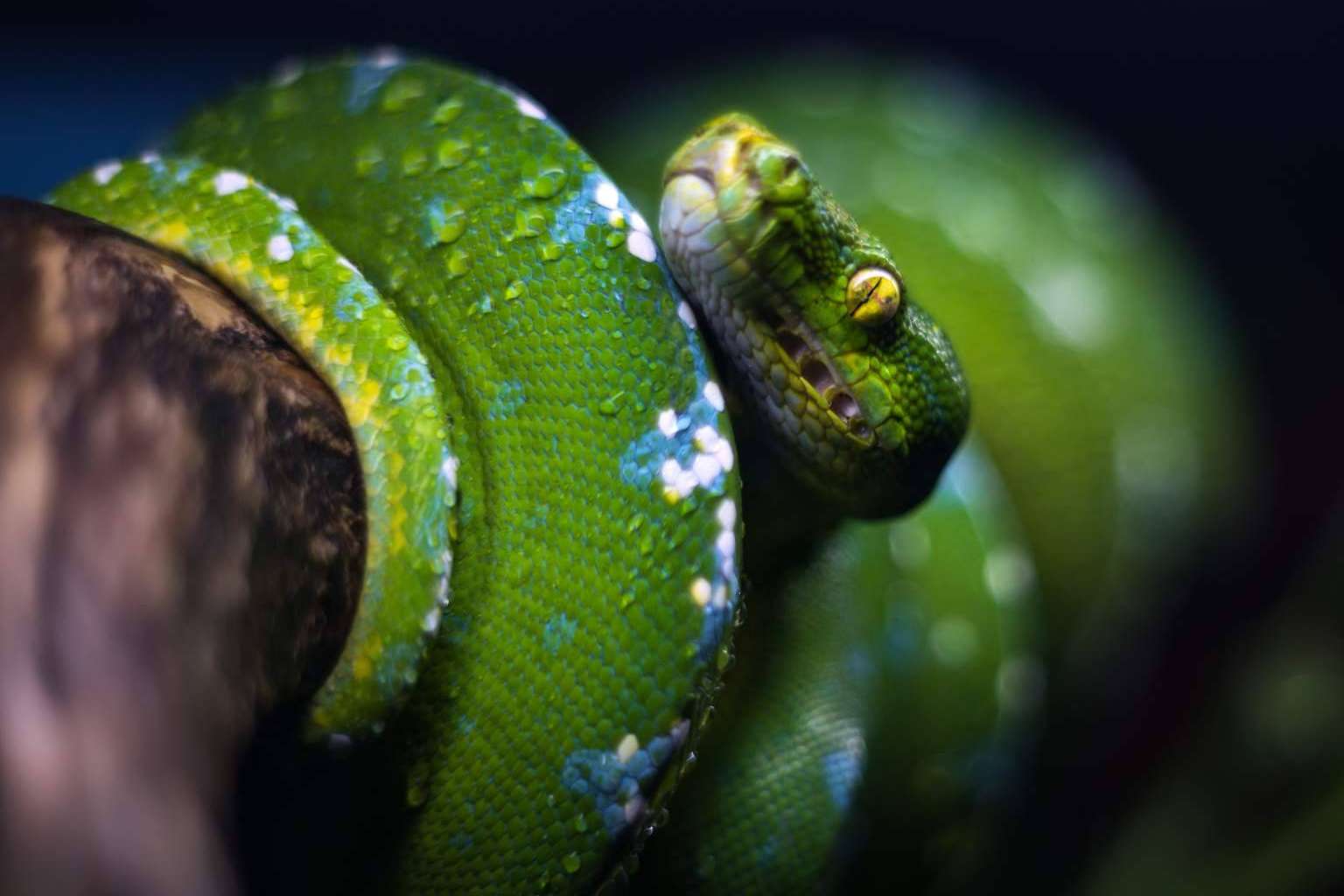 Encontrar serpientes como mascota en el centro de cría autorizado, SnakeRoom