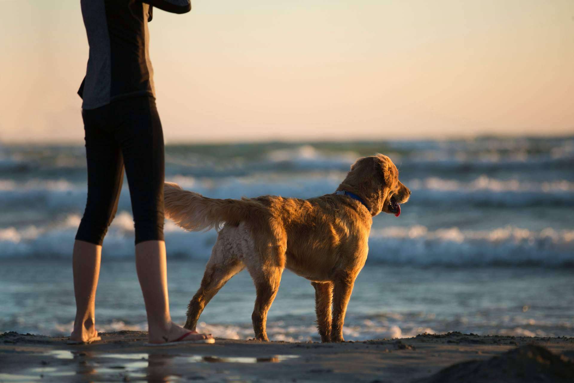 ADOPTA dispone de un buscador pet friendly para encontrar lugares para disfrutar con un perro
