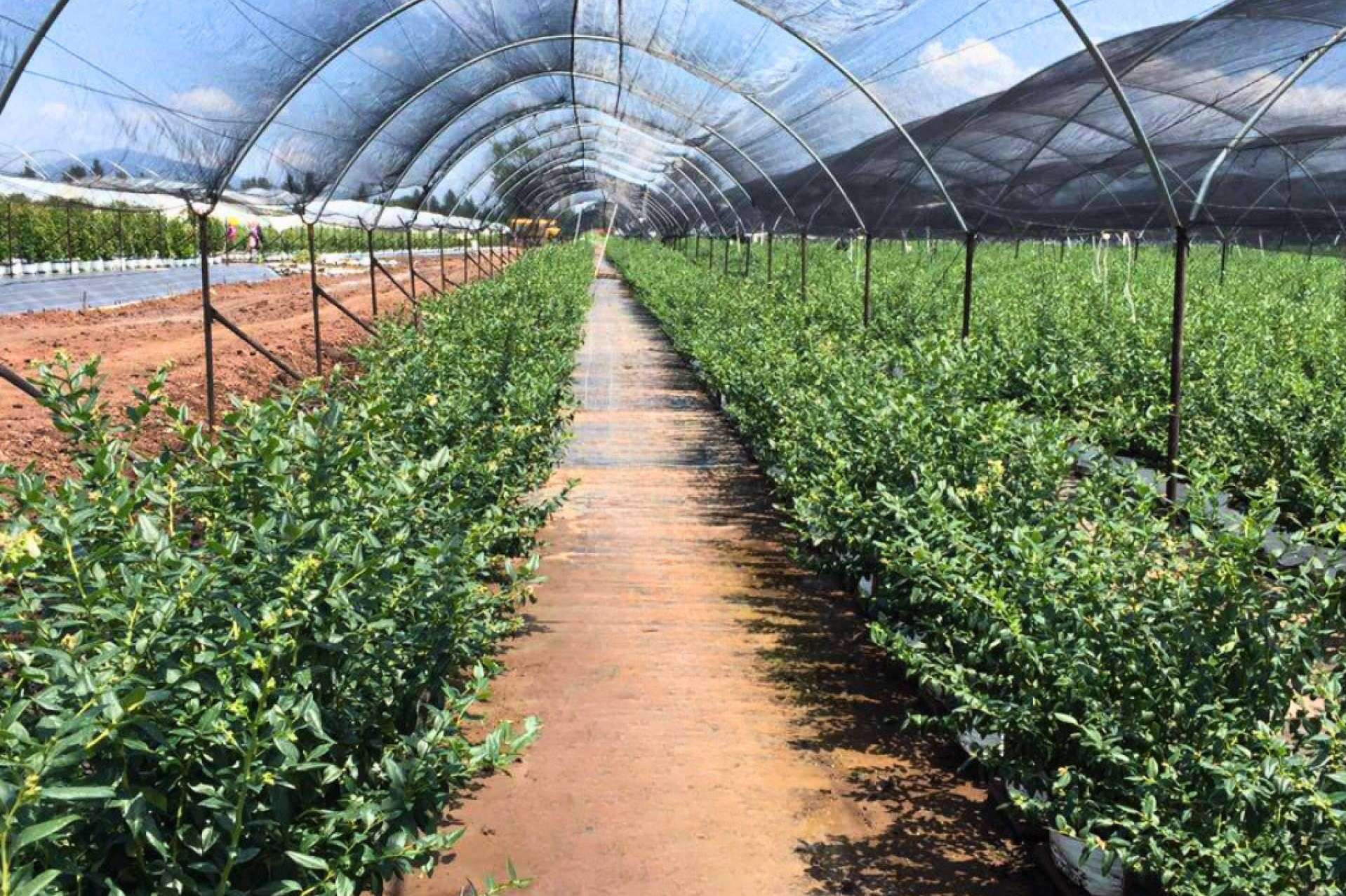 Planificar un invernadero con bolsas de cultivo con estos 5 criterios