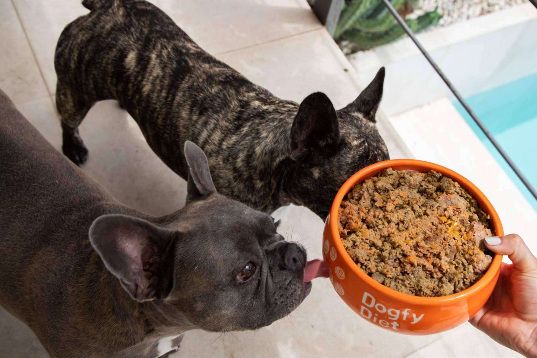Dogfy Diet, alimentación personalizada y saludable para perros