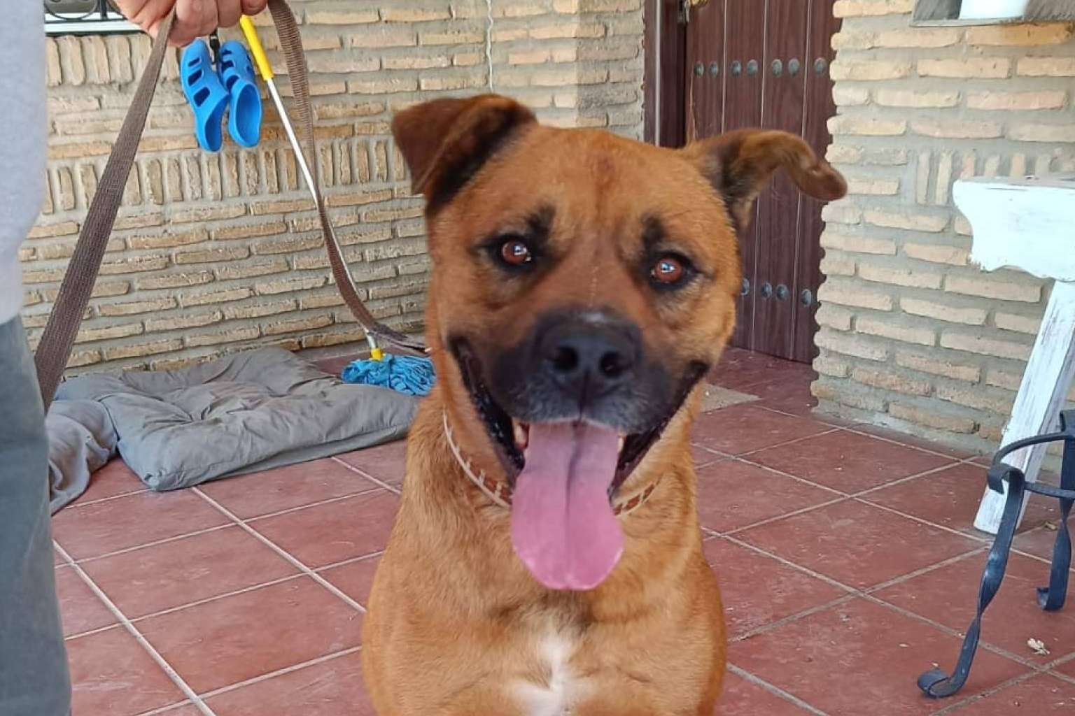 Rescate de animales, la labor incansable de SOS Vidas en defensa de los más vulnerables