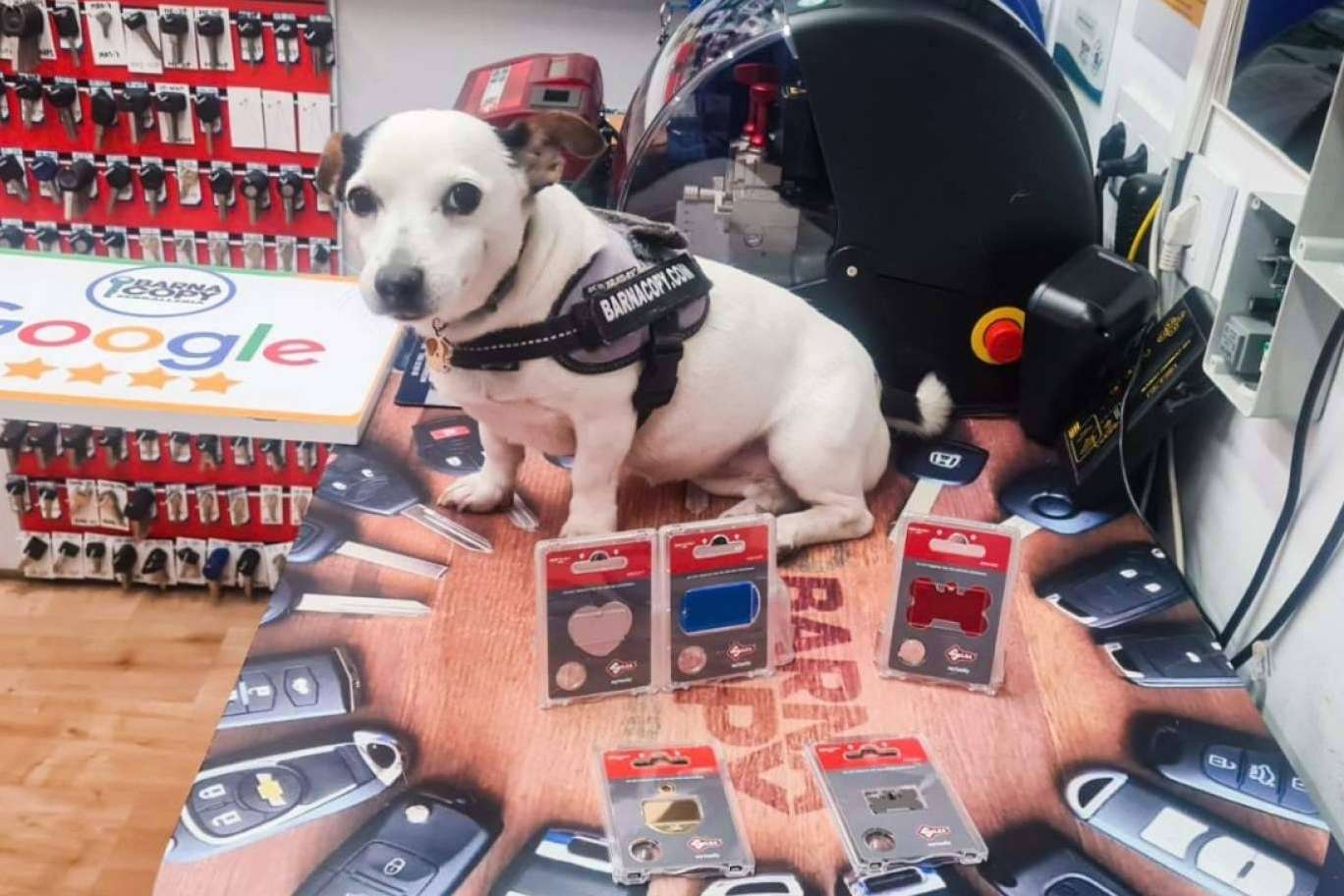 Identificación segura con las placas personalizadas para mascotas de Barnacopy en Barcelona